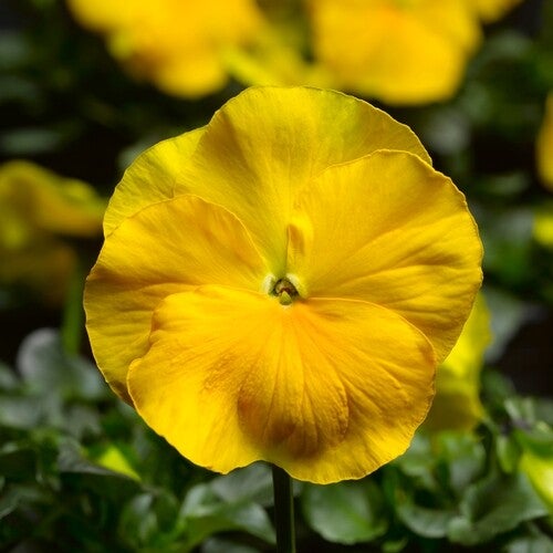 Viool geel - Viola wittrockiana Coronation Gold  100 zaden