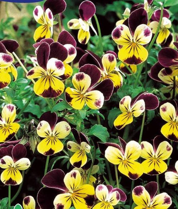 Hoornviooltje Helen Mount - Viola cornuta Helen Mount  100 zaden