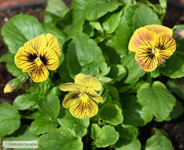 Viool Tiger Eye - Viola cornuta Tiger Eye Yellow  25 zaden