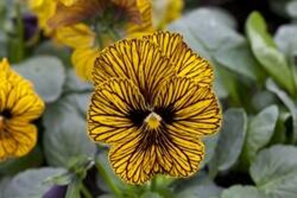Viool Tiger Eye - Viola cornuta Tiger Eye Yellow  25 zaden