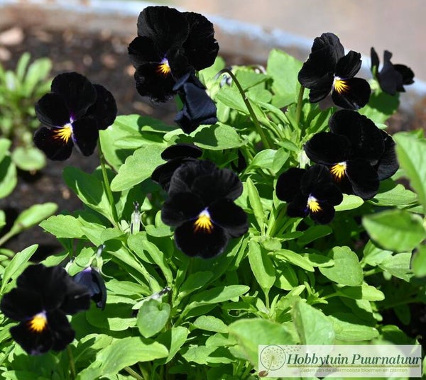 Viool zwart - Viola cornuta Back to Black  25 zaden