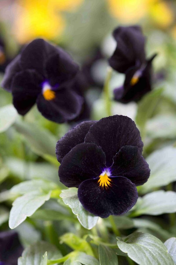 Viool zwart - Viola cornuta Back to Black  100 zaden