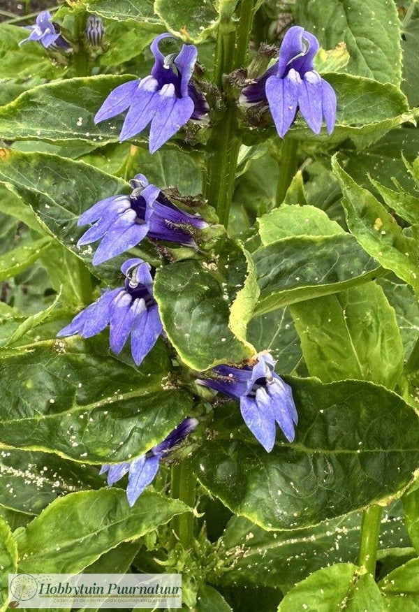 Virginische lobelia ECO - Lobelia siphilitica  100 zaden