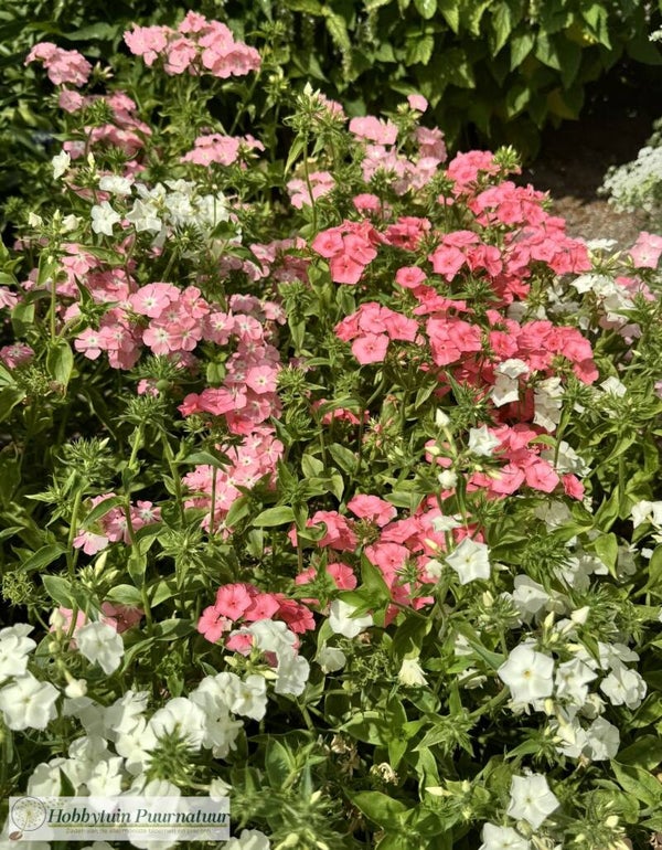 Vlambloem  Beauty Coral Reef - Phlox drummondii Beauty Coral Reef  50 zaden