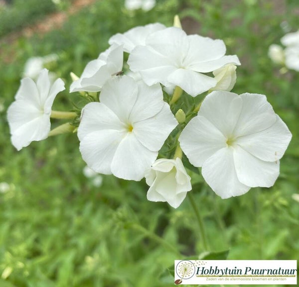 Vlambloem wit - Phlox drummondii grandiflora Alba  50 zaden