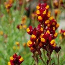 Vlasleeuwenbek Flamenco - Linaria reticulata Flamenco  300 zaden