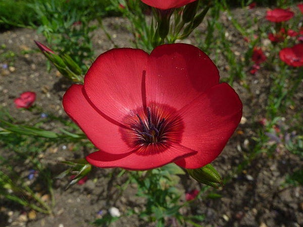 Vlas rood - Linum grandiflorum Rubrum  100 zaden