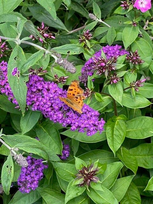 Vlinderstruik mix - Buddleja davidii mix  25 zaden