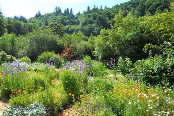 Voedselbos kruidenpakket