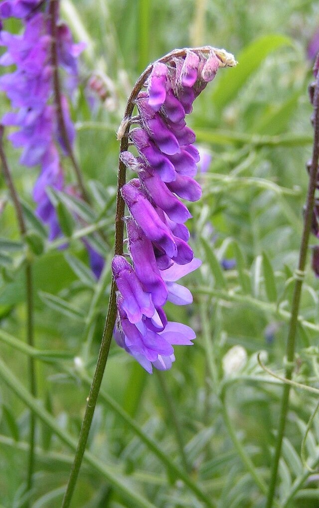 Vogelwikke - Vicia cracca  15 zaden