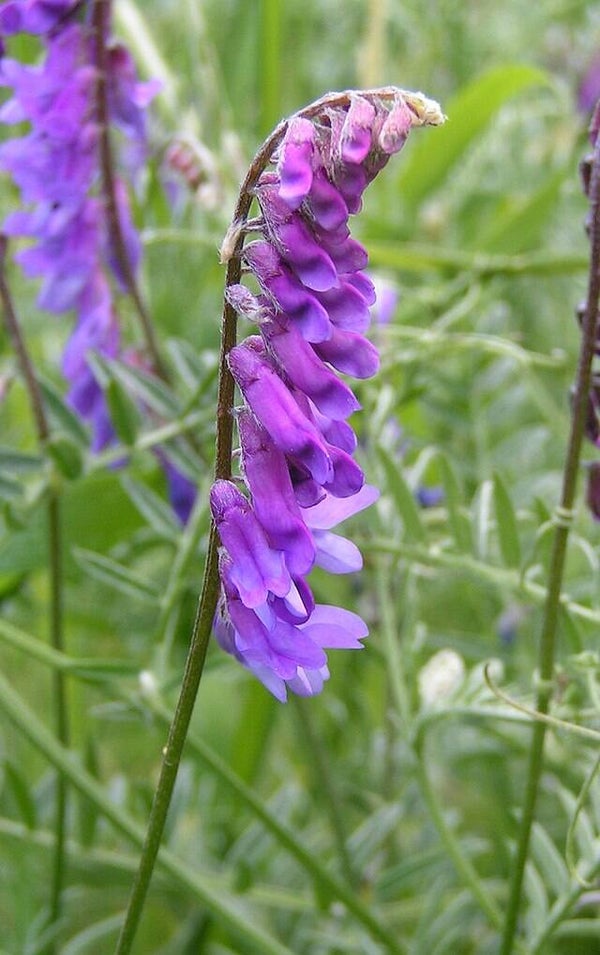 Vogelwikke - Vicia cracca  15 zaden