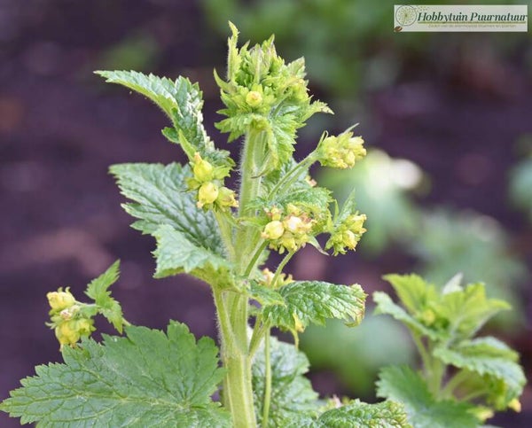 Voorjaarshelmkruid ECO - Scrophularia vernalis  100 zaden
