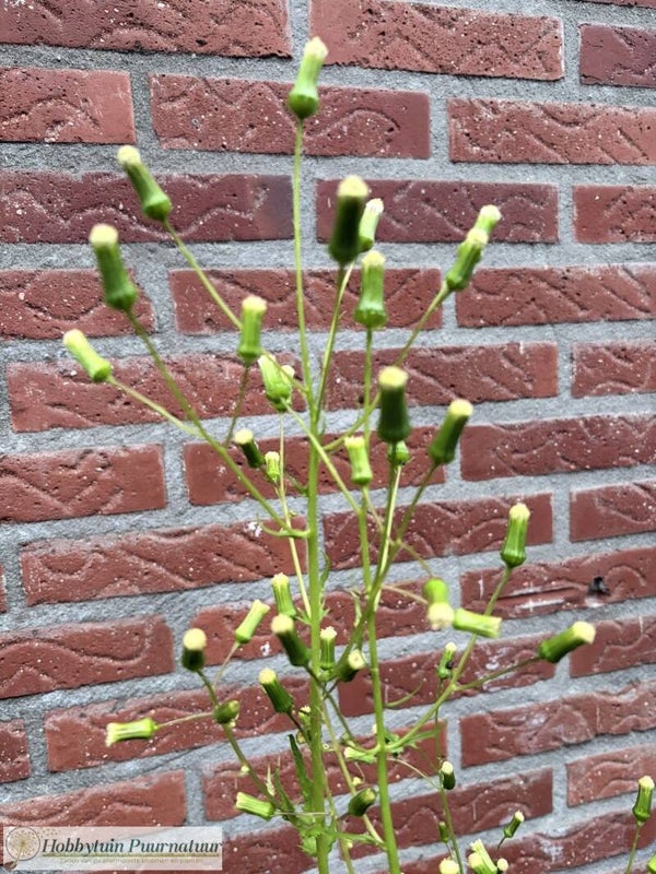 Amerikaans vuurkruid - Erechtites hieraciifolius  25 zaden