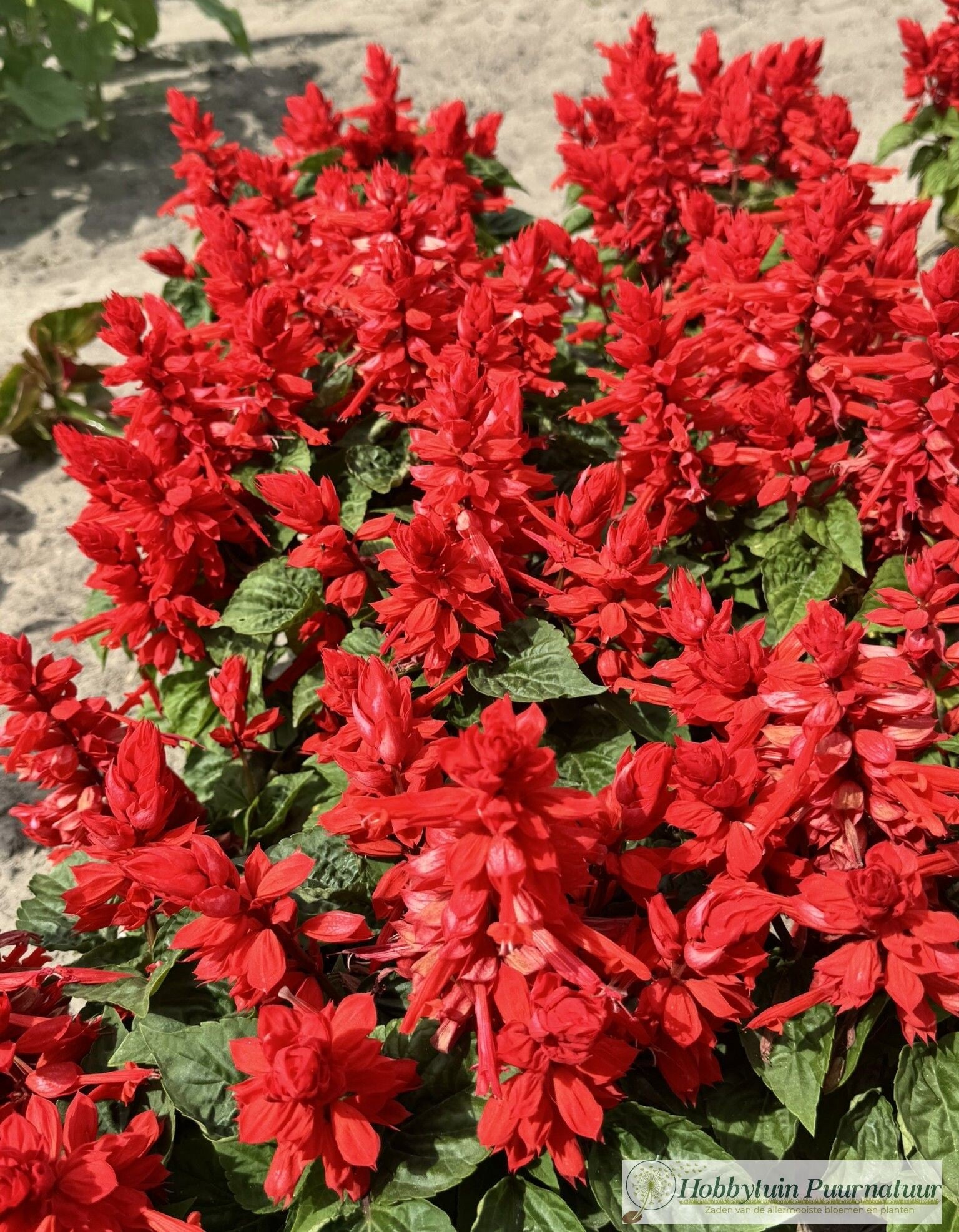 Vuursalie - Salvia splendens Sint Jansvuur  25 zaden
