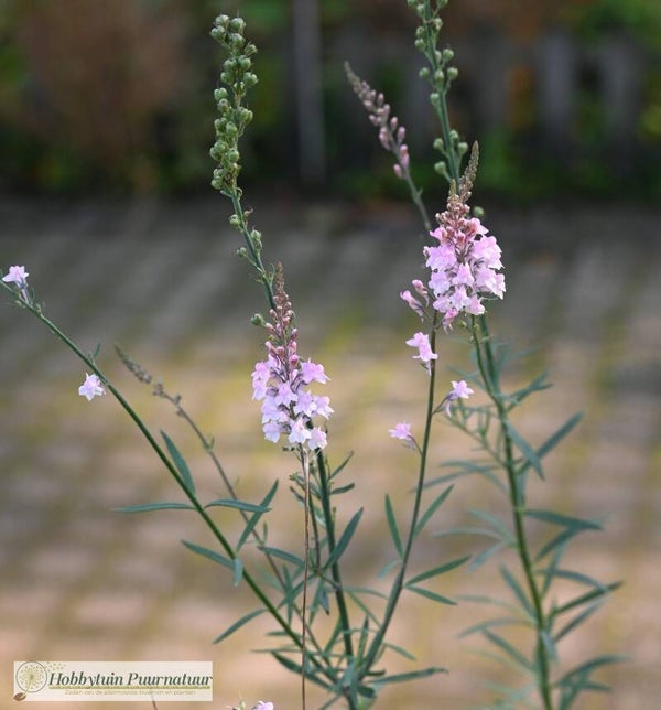 Walstroleeuwenbek roze - Linaria purpurea  300 zaden