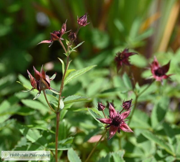 Wateraardbei ECO - Comarum palustre  50 zaden