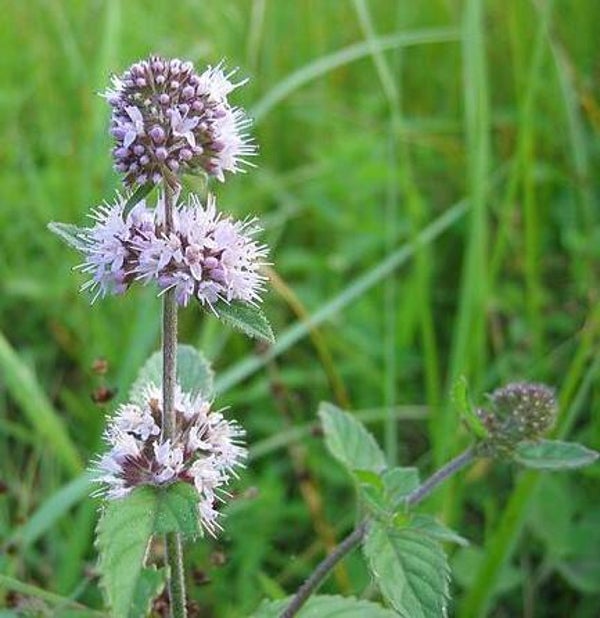 Watermunt - Mentha aquatica  100 zaden
