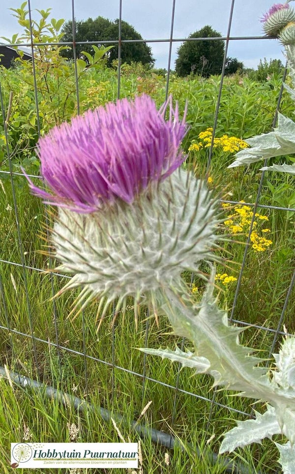 Wegdistel - Onopordum acanthium  15 zaden