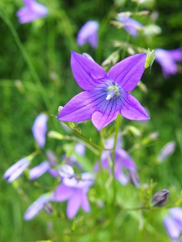 Weideklokje - Campanula patula 250 zaden