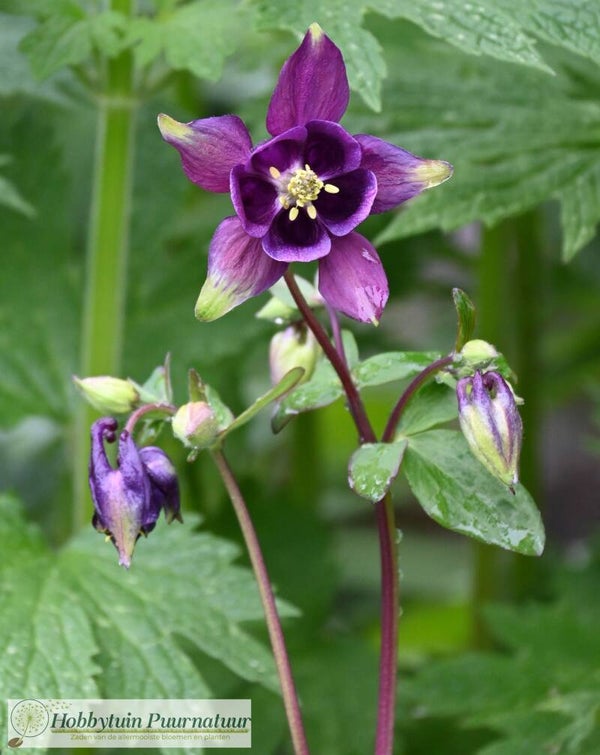 Wilde akelei - Aquilegia vulgaris  100 zaden
