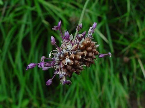 Wilde berglook - Allium carinatum  Zakje bevat 10 bolletjes