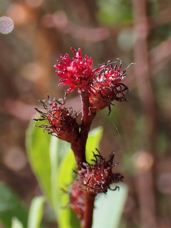 Wilde gagel - Myrica gale  50 zaden