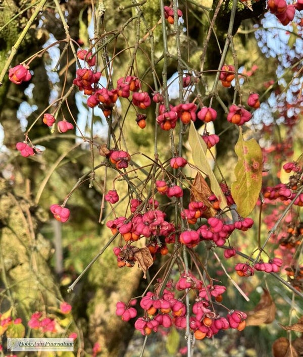 Wilde kardinaalsmuts - Euonymus europaeus  15 zaden
