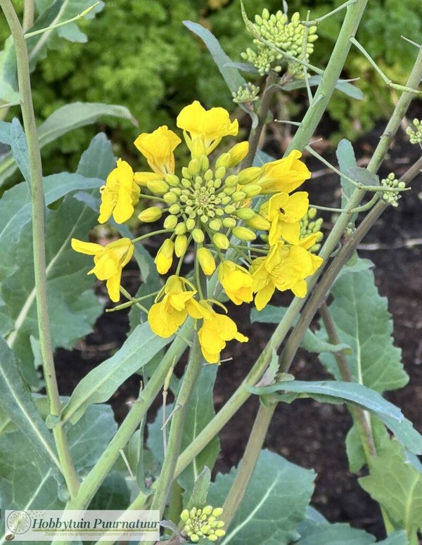 Wilde kool ECO - Brassica oleracea subsp. oleracea  40 zaden