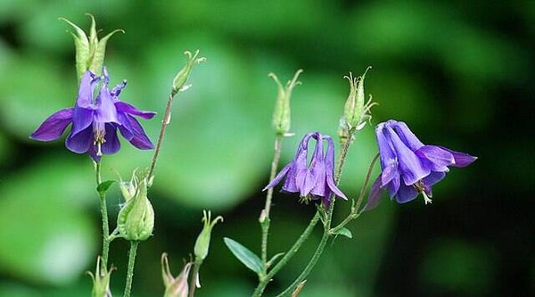 Wilde akelei - Aquilegia vulgaris  100 zaden