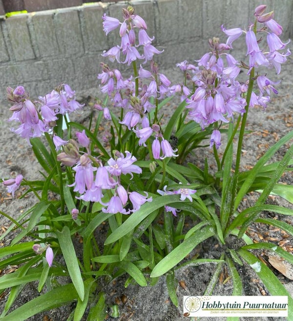 Wilde hyacint mix - Hyacinthoides non-scripta mix  22 zaden