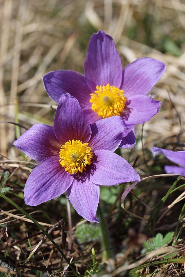 Wildemanskruid mix - Pulsatilla vulgaris mix  30 zaden