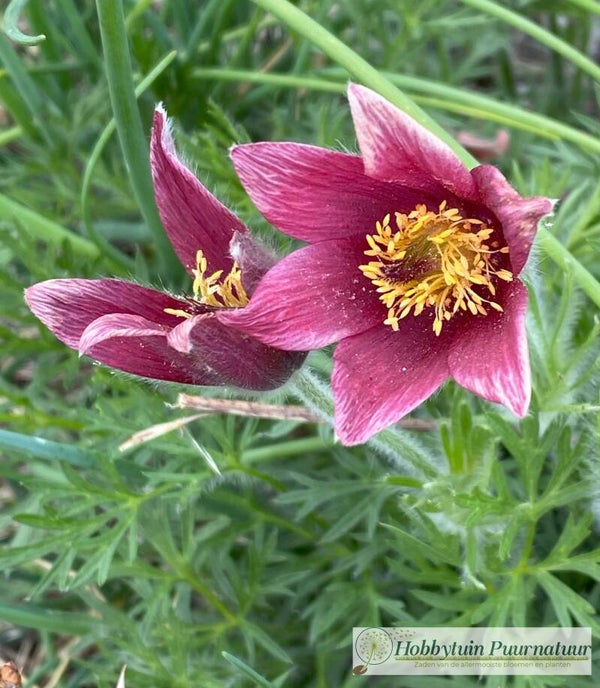 Wildemanskruid rood - Pulsatilla vulgaris Bells Red  15 zaden
