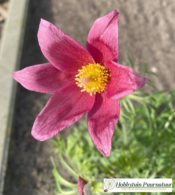 Wildemanskruid rood - Pulsatilla vulgaris Bells Red  15 zaden