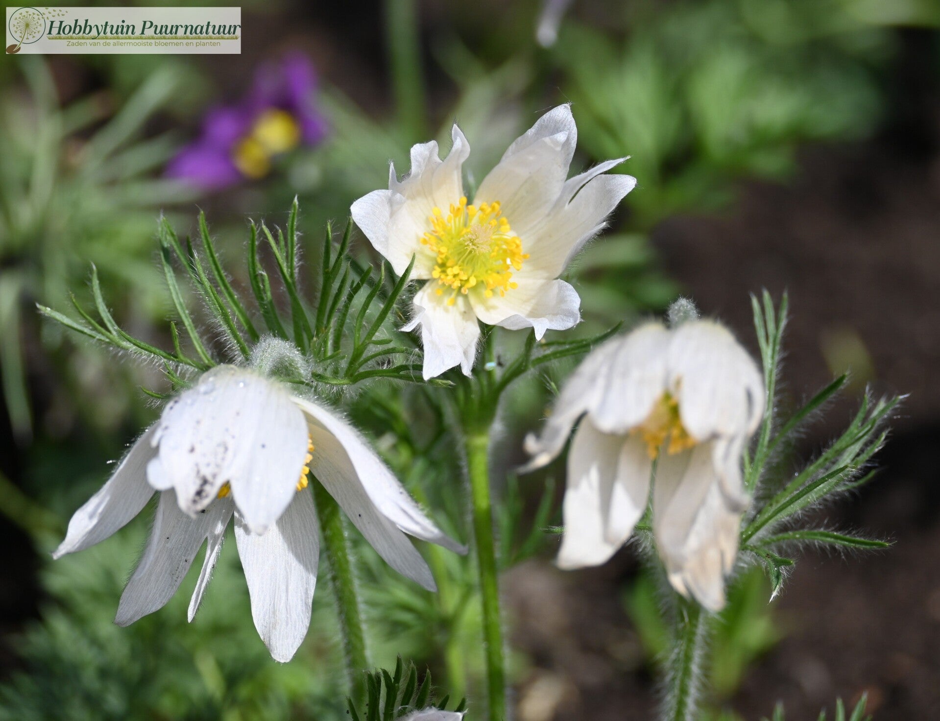 Wildemanskruid wit - Pulsatilla vulgaris Bells White  20 zaden