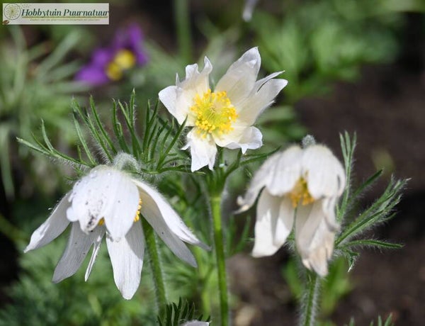 Wildemanskruid wit - Pulsatilla vulgaris Bells White  20 zaden