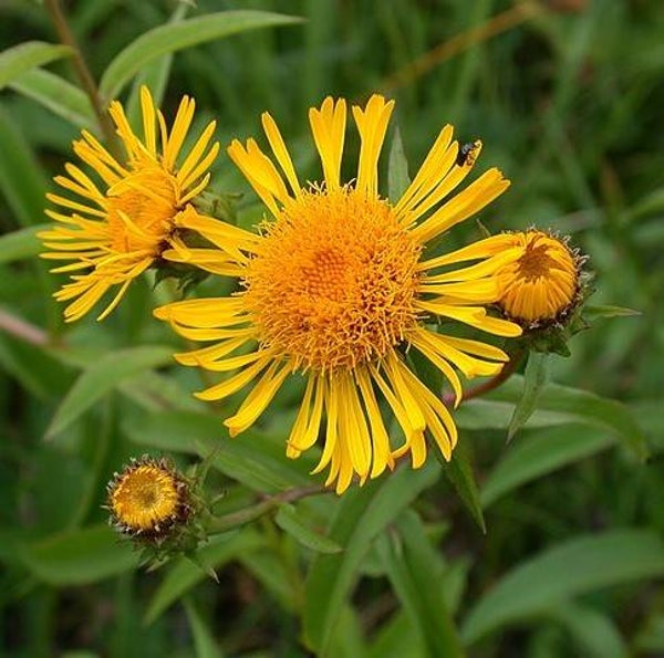 Wilgalant - Inula salicina  50 zaden