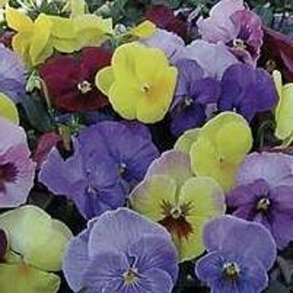 Winterviolen mix - Viola hiemalis Mixed  70 zaden