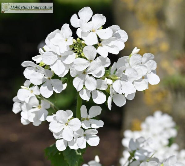 Judaspenning wit - Lunaria annua Alba  15 zaden
