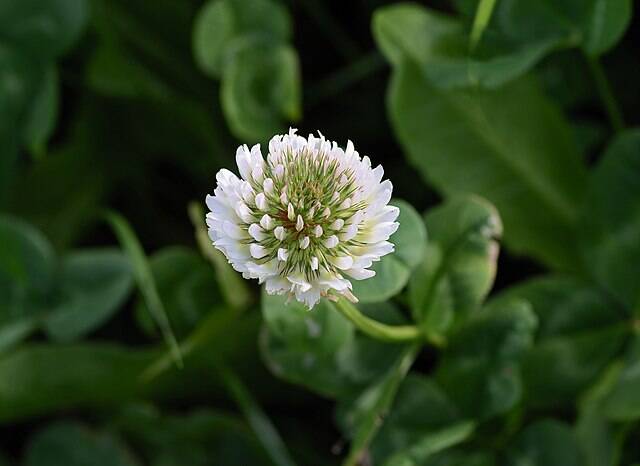 Witte Klaver BIO - Trifolium repens  3000 zaden