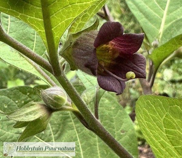 Wolfskers - Atropa belladonna  40 zaden