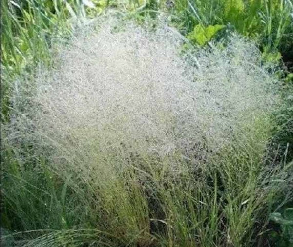 Wolkengras - Agrostis elegans  50 zaden