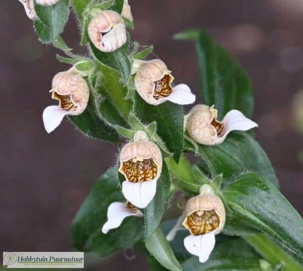 Wollige vingerhoedskruid Cafe Creme - Digitalis lanata Cafe Creme  50 zaden