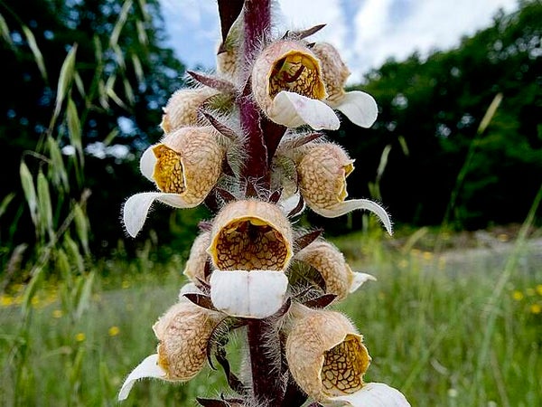 Wollige vingerhoedskruid Cafe Creme - Digitalis lanata Cafe Creme  50 zaden