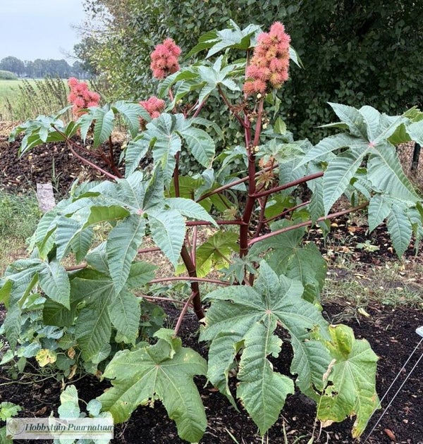 Wonderboom Gibsonii - Ricinus communis Gibsonii Impala Red  5 zaden