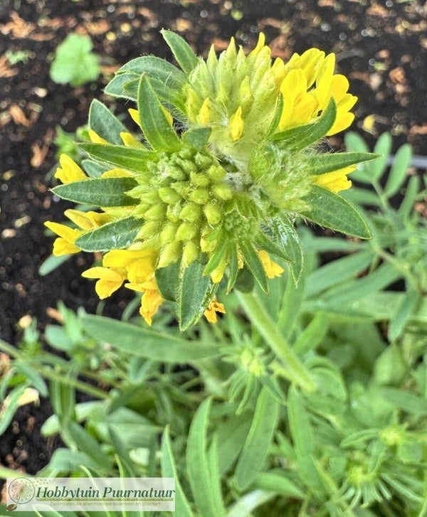 Wondklaver - Anthyllis vulneraria  40 zaden