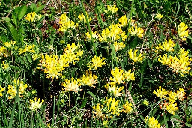 Wondklaver - Anthyllis vulneraria  40 zaden