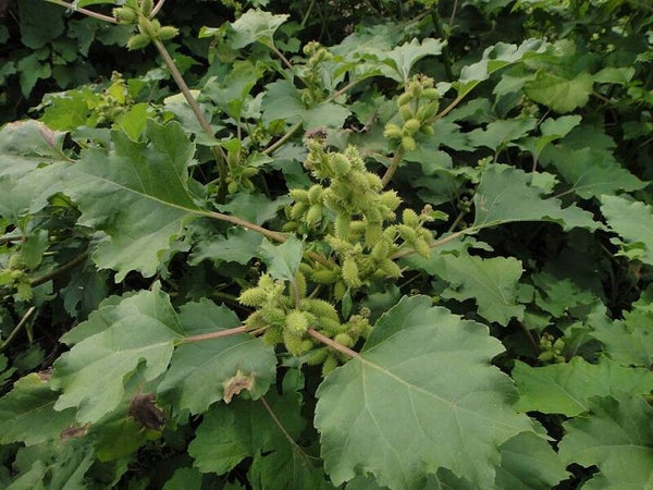 Late stekelnoot ECO - Xanthium strumarium  15 zaden