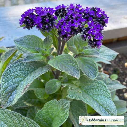 Zonnewende Marine - Heliotropium arborescens Marine  100 zaden