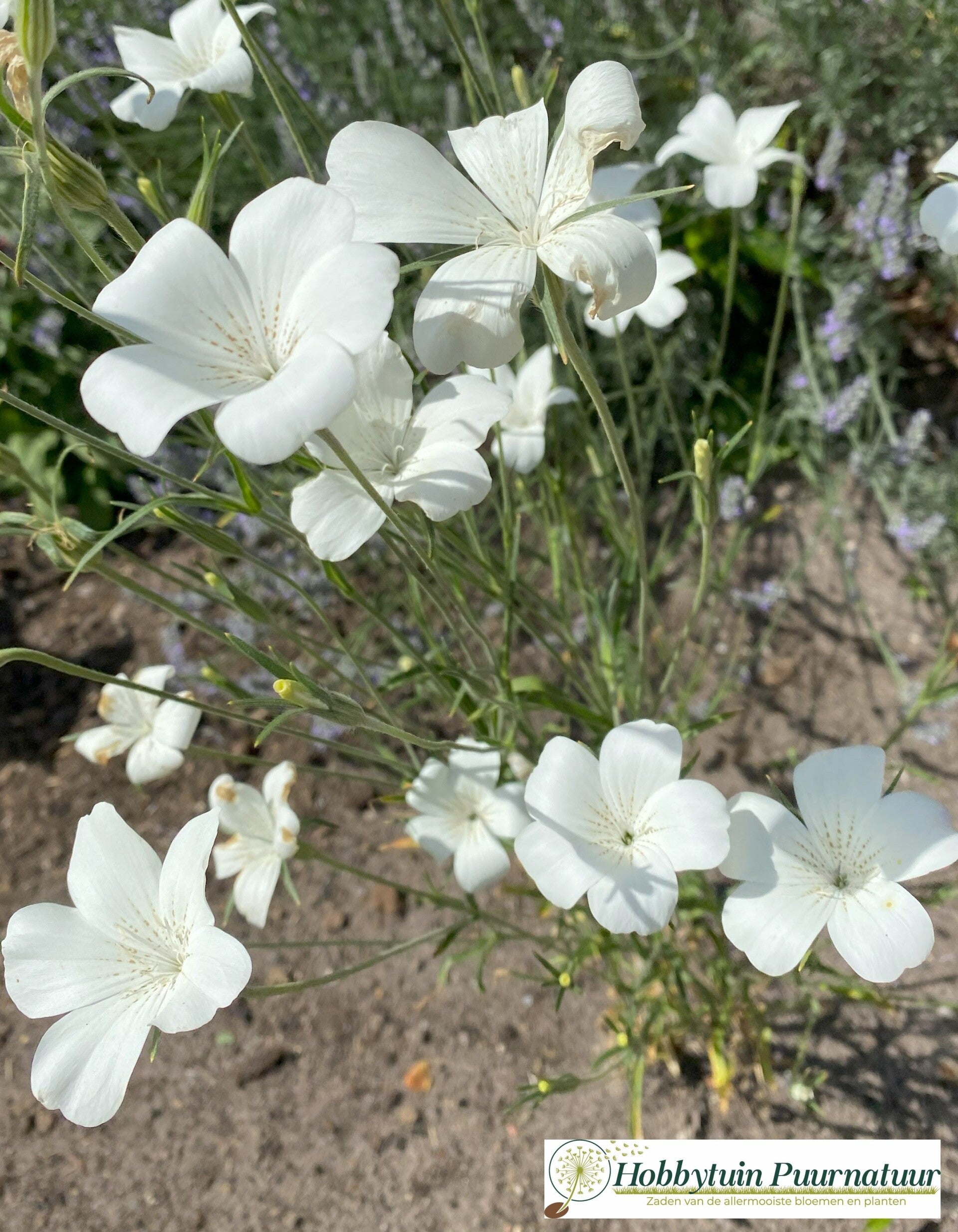 Bolderik wit - Agrostemma githago Snow Queen  25 zaden