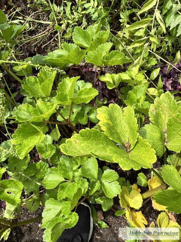 Zeelavas - Ligusticum scoticum  15 zaden